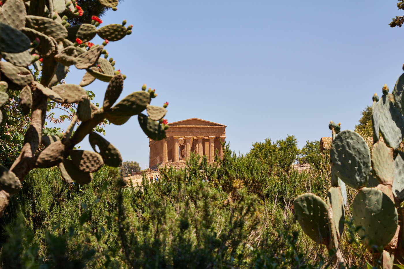 Agrigento Temple and Cacti