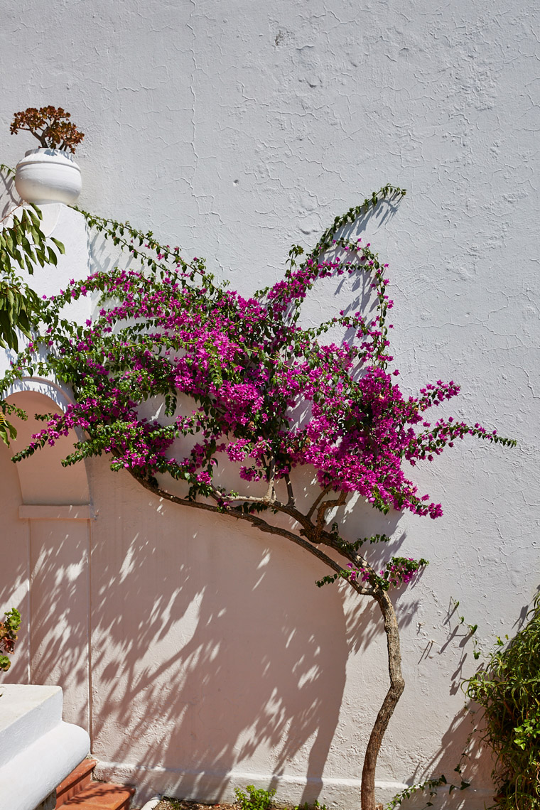 Bougainvilla Vines Grand Hotel Le Rocce