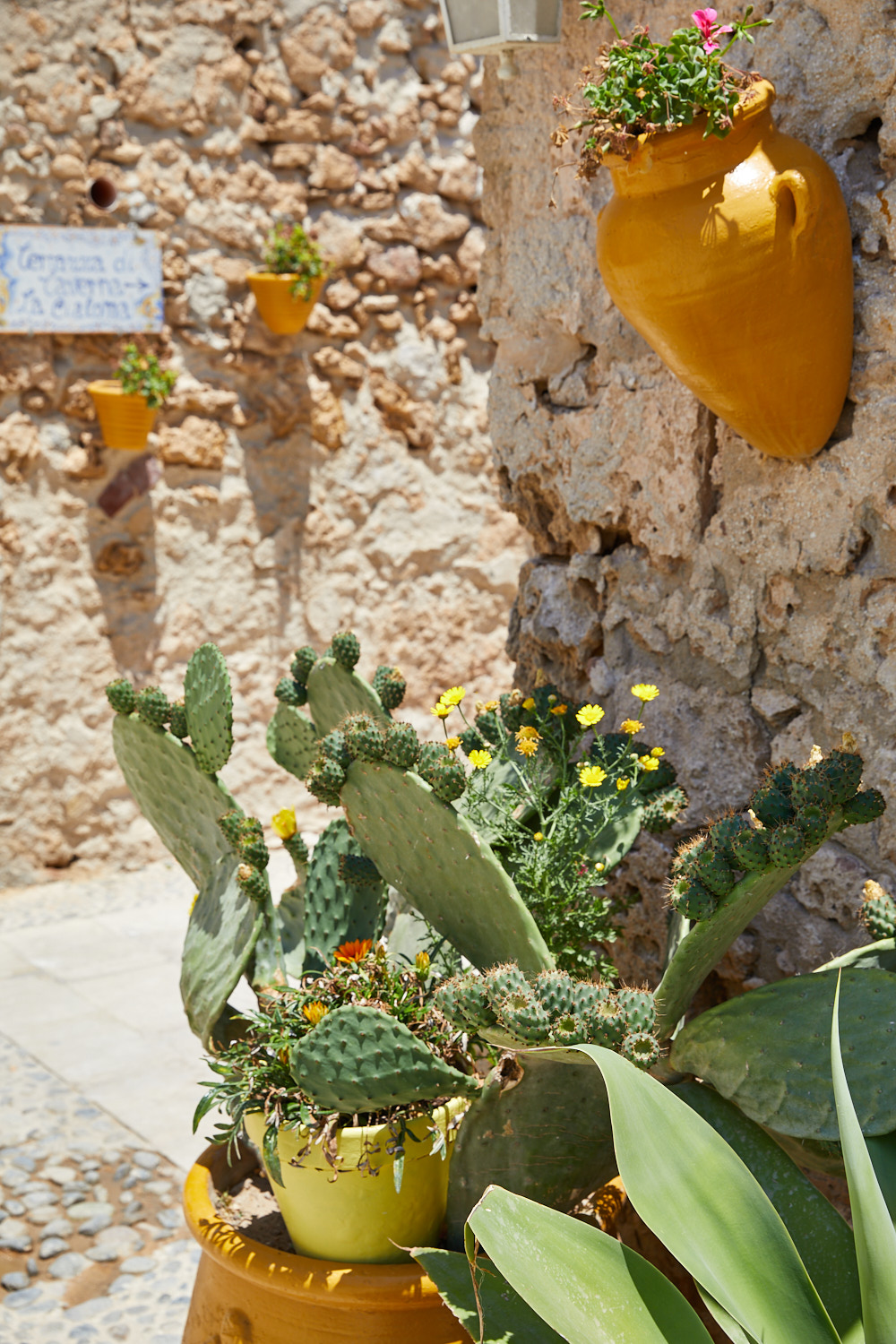 Cacti in Marzamemmi