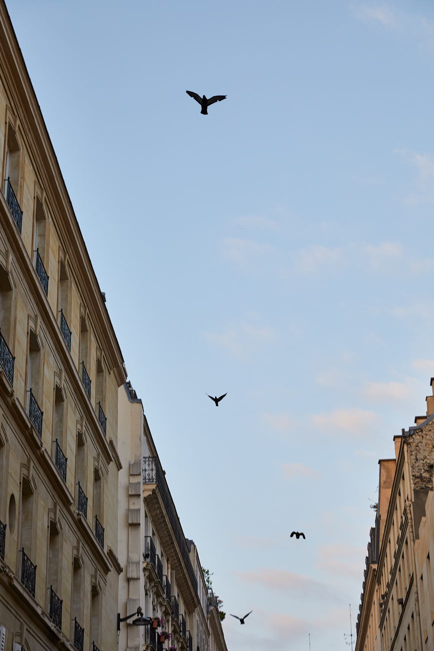 Pigeons-over-Paris-in-the-6th