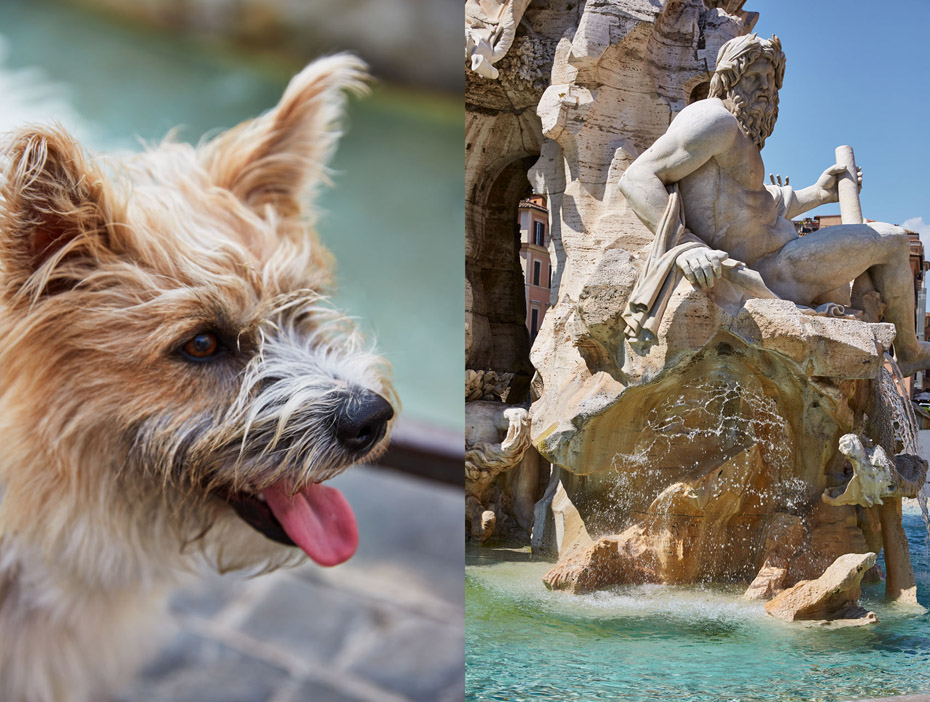 Roman Dog At Fontana de Trevi