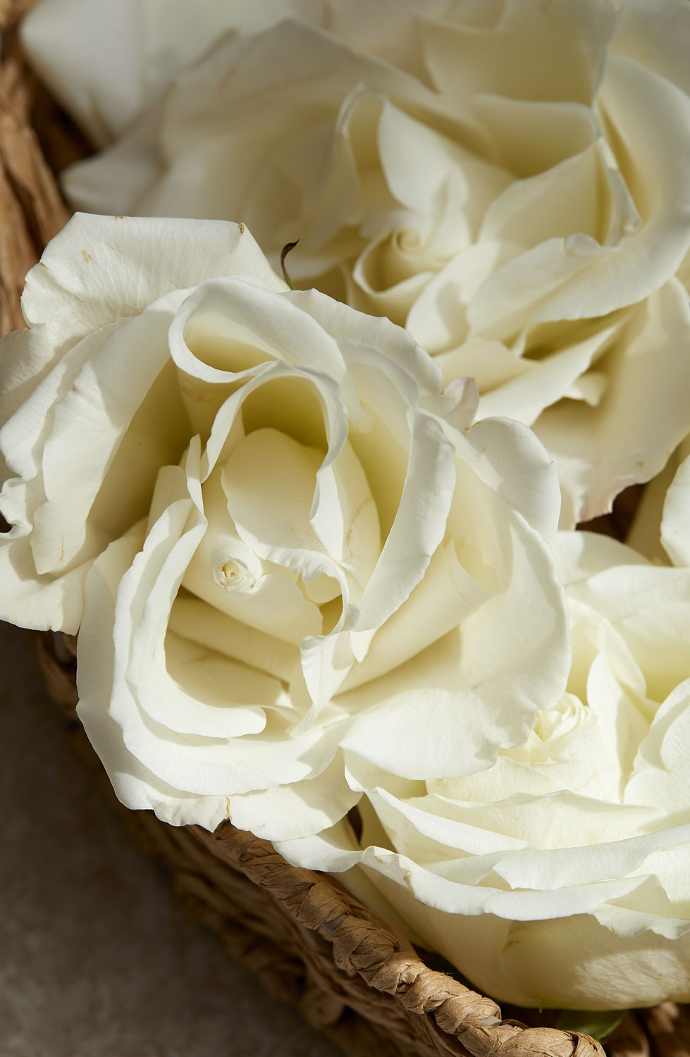 White roses fragrance cue