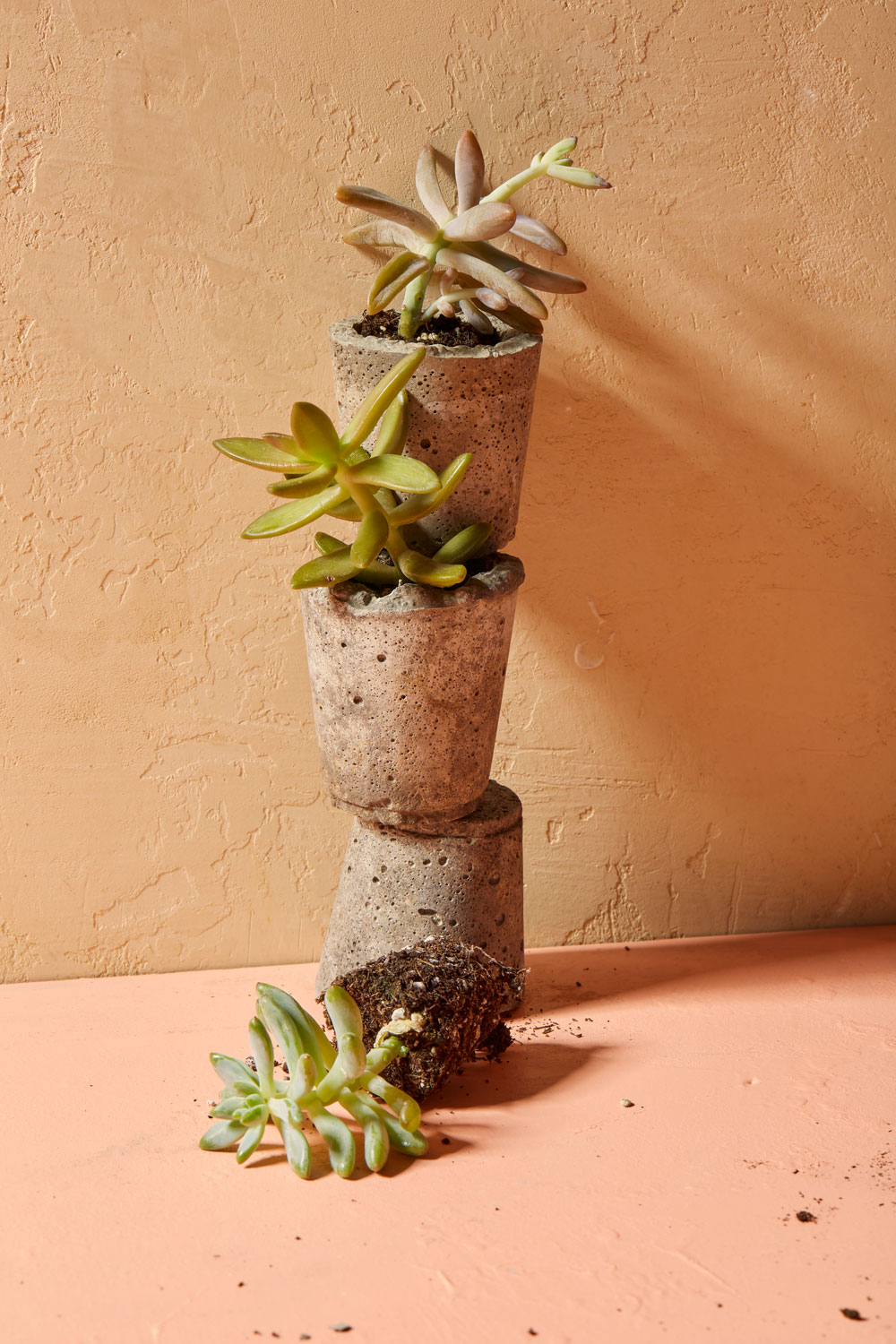 Small Succulent plants